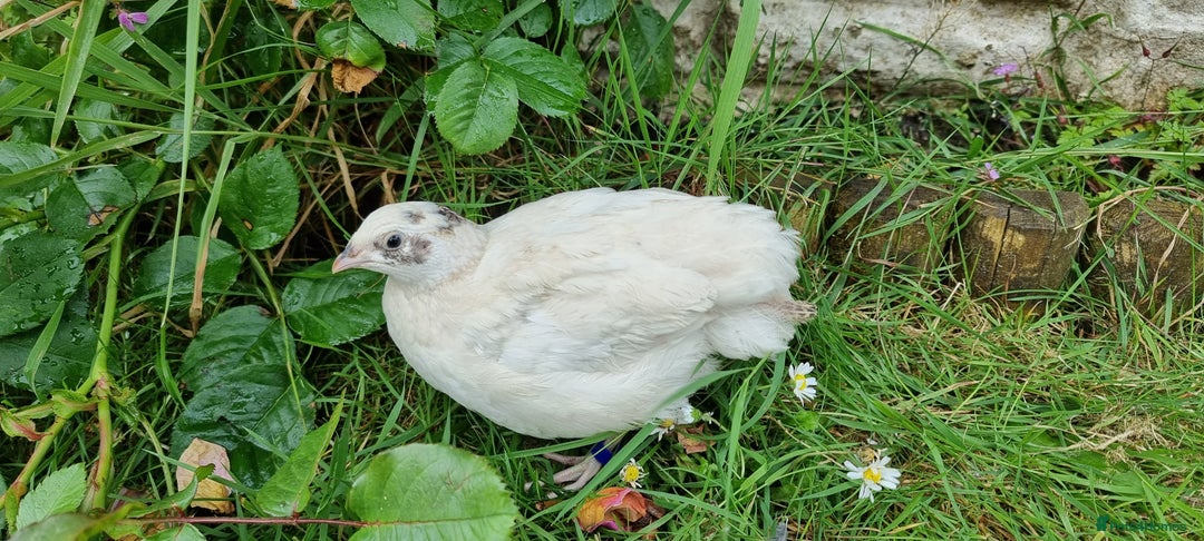 Quail poultry for sale: 🐣 Live Coturnix Jumbo Quail for Sale  in Birmingham - Image 18