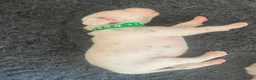 Dalmatian dogs for sale: Exceptional KC Liver Spotted Dalmatian Puppies in Worcester - Advert 11