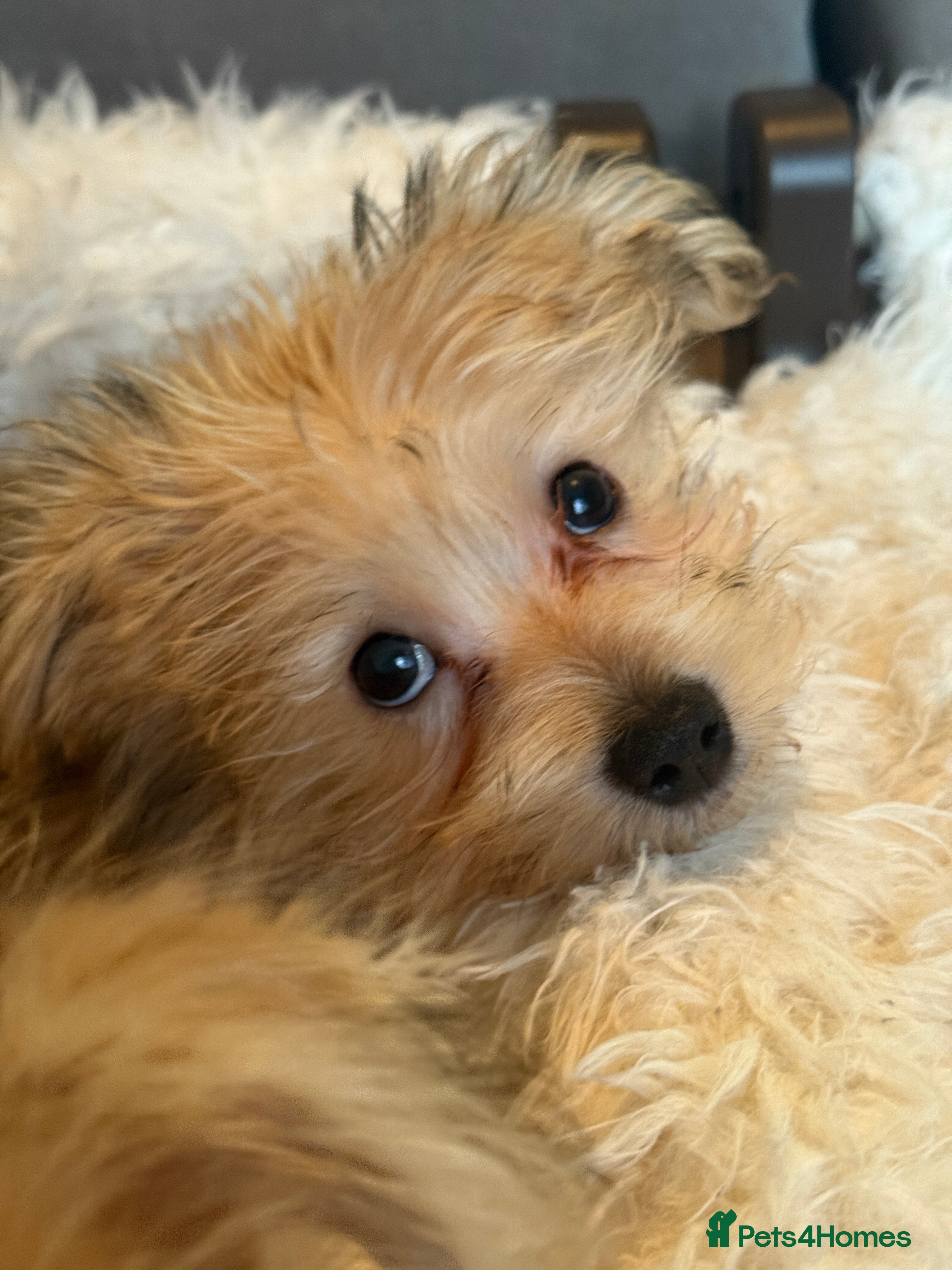 Mixed Breed dogs Ready to go! Unique mix - Maltese x JackChi Pups - Advert 2