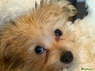 Mixed Breed dogs Ready to go! Unique mix - Maltese x JackChi Pups - Advert 2