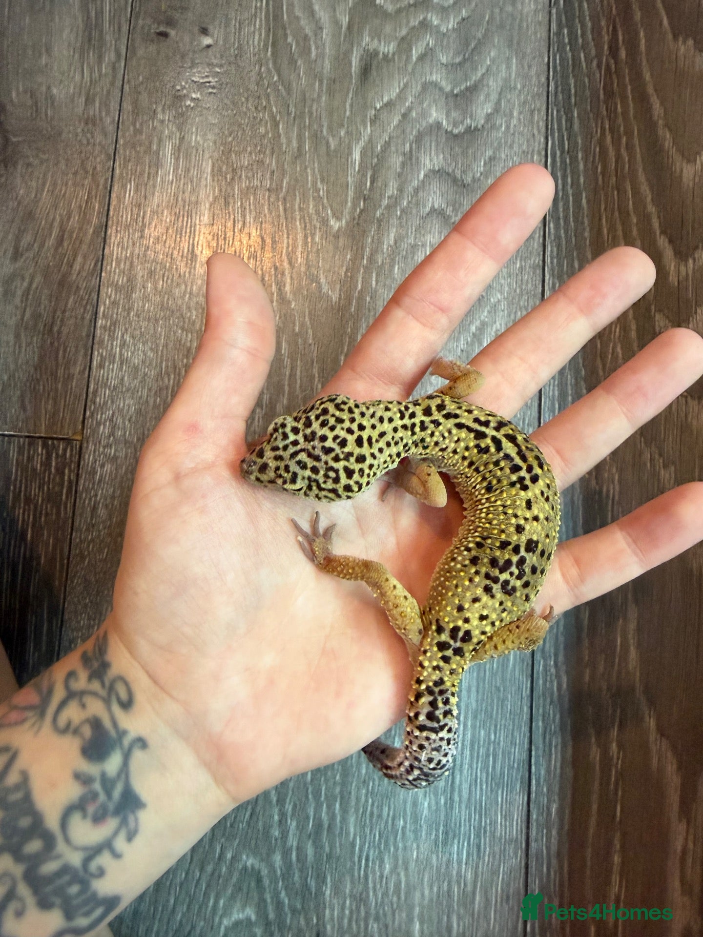 Leopard Gecko reptiles Community of leopard geckos  - Advert 13