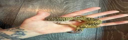 Leopard Gecko reptiles for sale: Community of leopard geckos  - Advert 5