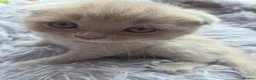 British Longhair cats for sale: Kittens lilack, blue fluffy boys, Scottish fold  - Advert 16