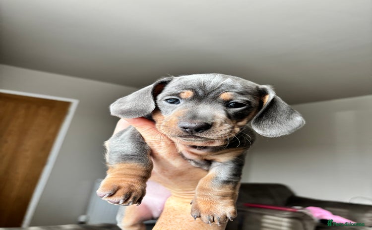 Miniature Dachshund dogs - Advert 4