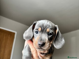 Miniature Dachshund dogs - Advert 7