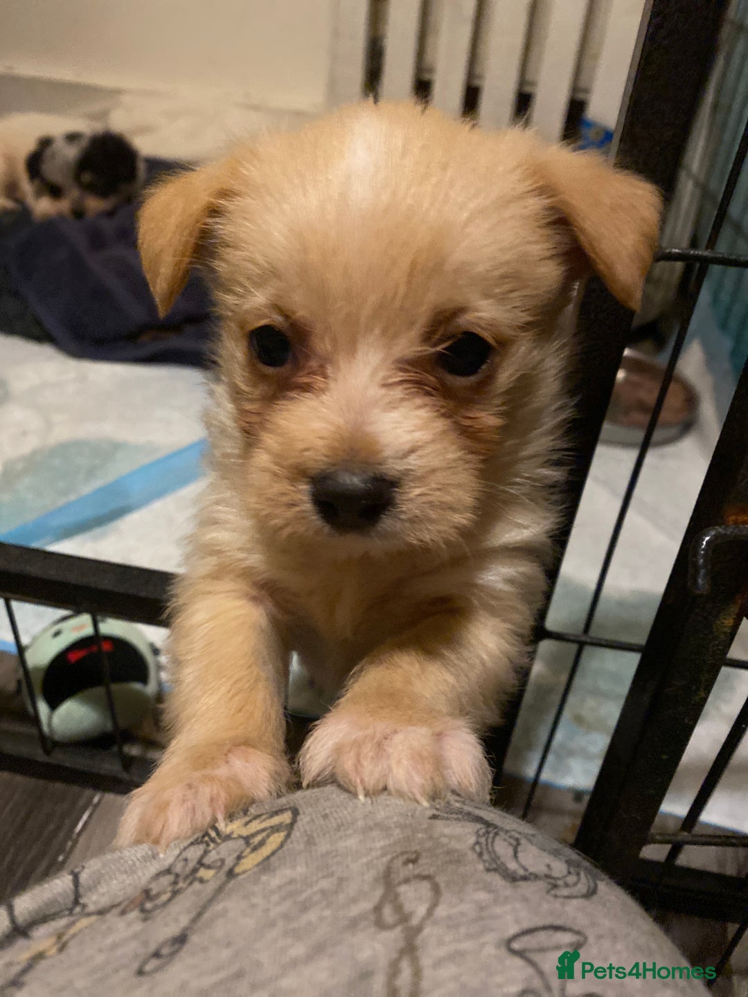Mixed Breed dogs for sale: Terrier x pom - Advert 9