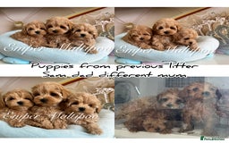 Maltipoo dogs for sale: Tiny Emper-Maltipoo Puppies – Asian teddy dad! - Image 6