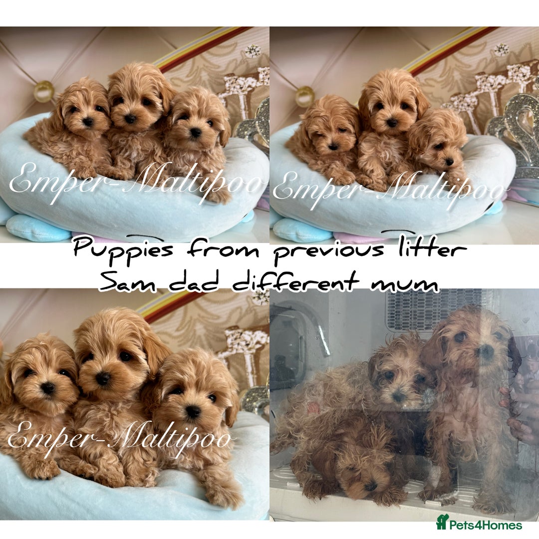 Maltipoo dogs for sale: Tiny Emper-Maltipoo Puppies – Asian teddy dad! - Image 6