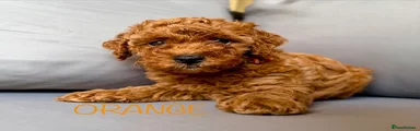 Orange collar