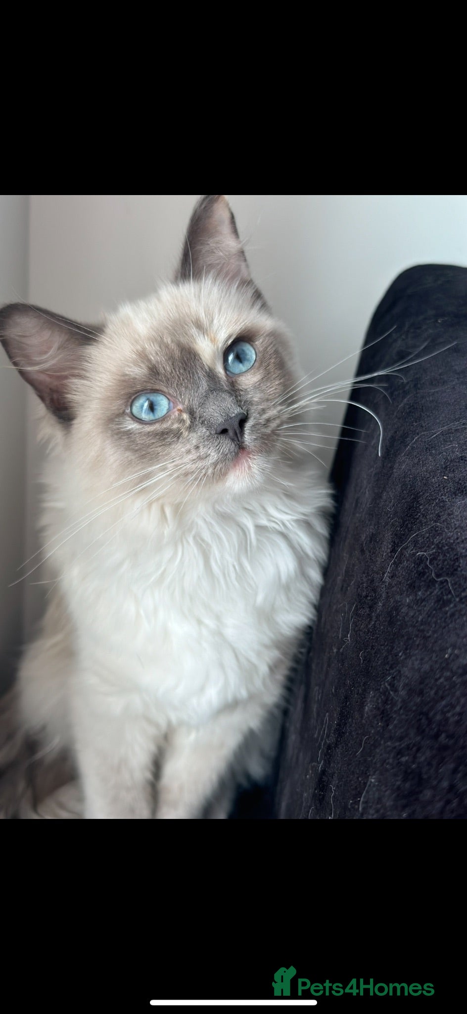 Ragdoll cats BEAUTIFUL RAGDOLLS X - Advert 6