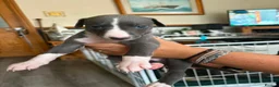 Whippet dogs for sale: Whippet puppies for sale in Grimsby - Advert 3