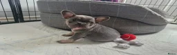 French Bulldog dogs for sale: French bulldog pups in Ballymena - Advert 10