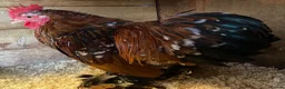 Chickens poultry for sale: Pekins various colours ages and sexes - Advert 7