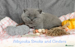 British Shorthair cats for sale: Gccf blue British shorthairs *ready November* - Image 21