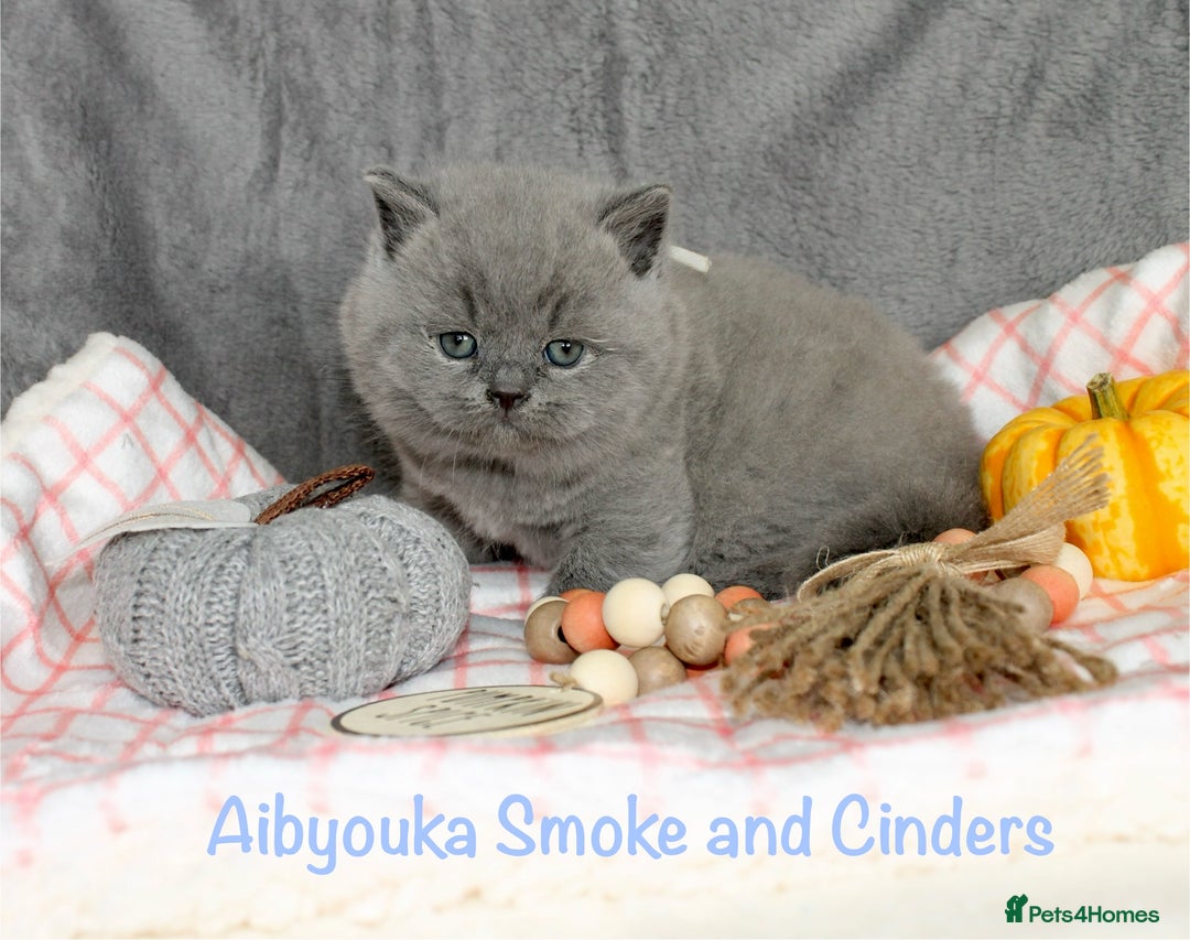 British Shorthair cats for sale: Gccf blue British shorthairs *ready November* - Image 21