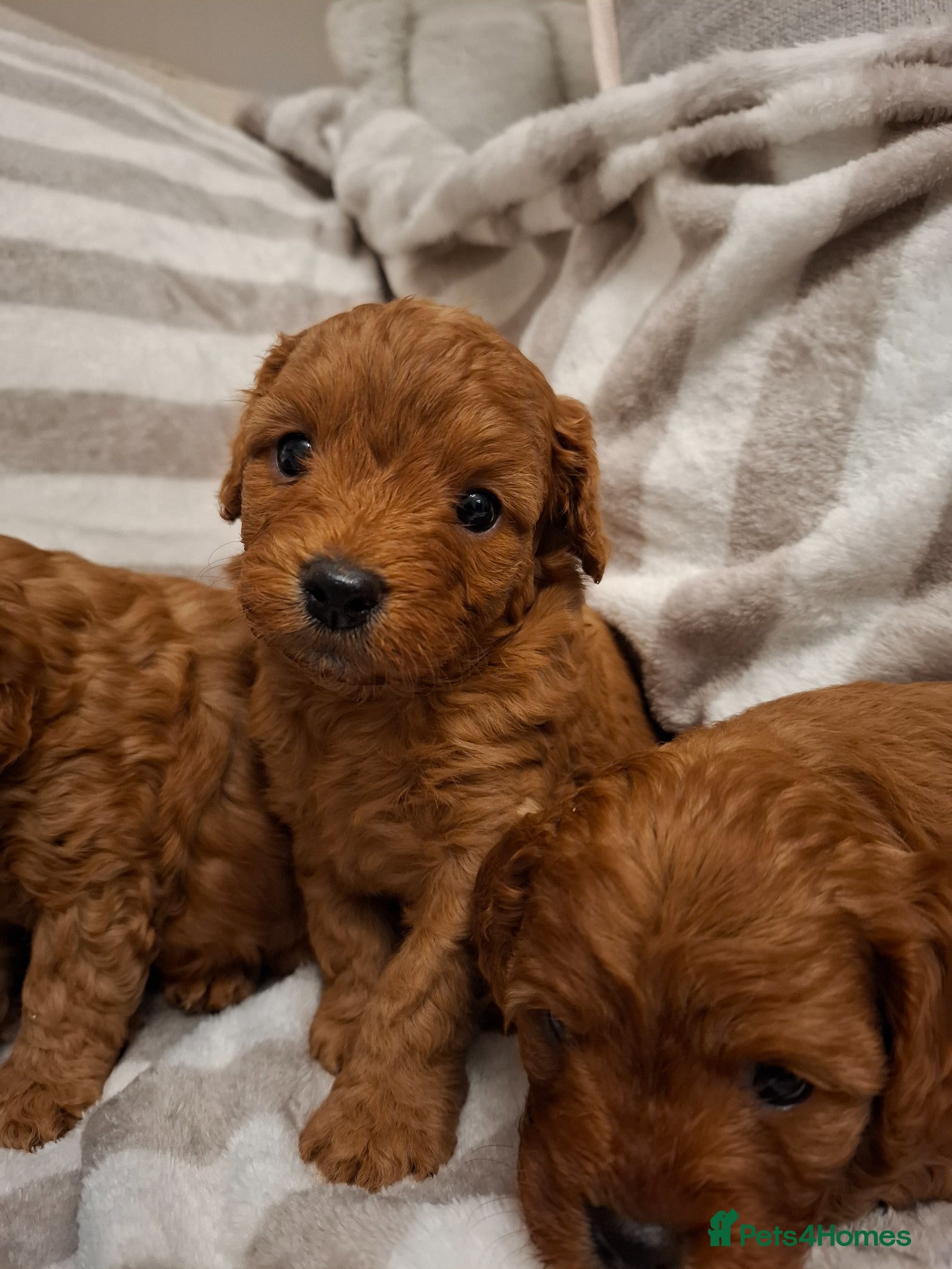 Cavapoo dogs Toy cavapoo puppies.Health tested red/champagne - Advert 18
