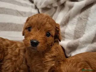 Cavapoo dogs Toy cavapoo puppies.Health tested red/champagne - Advert 18