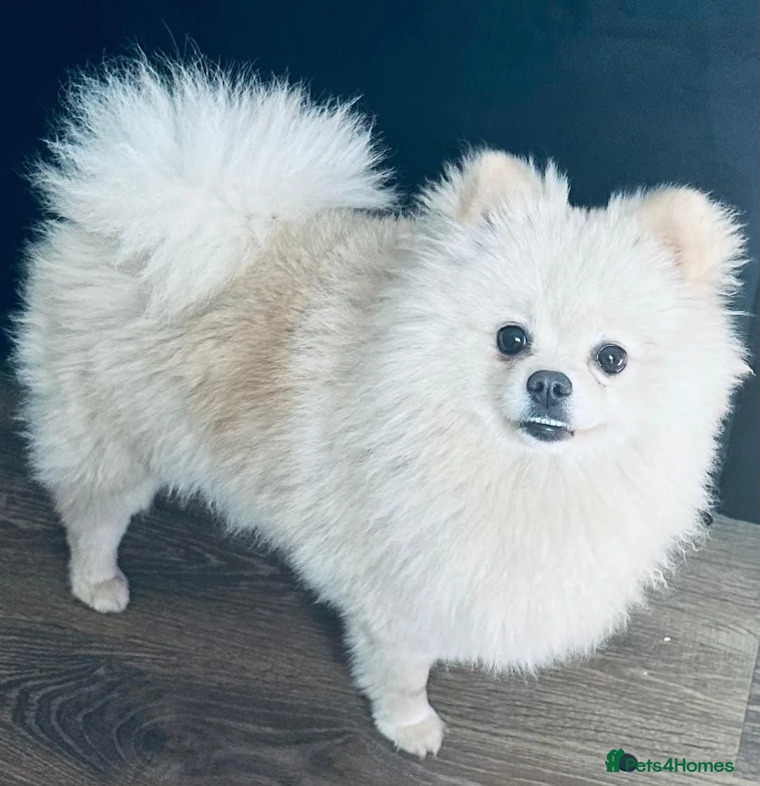Pomeranian dogs for sale: Beautiful White Pomeranian  - Advert 2
