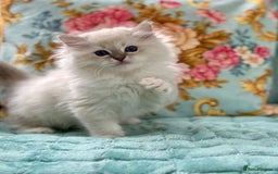 Ragdoll cats for sale: One pet boy  - Image 1