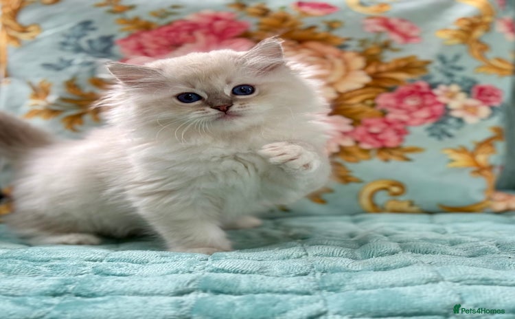 Ragdoll cats - Advert 3