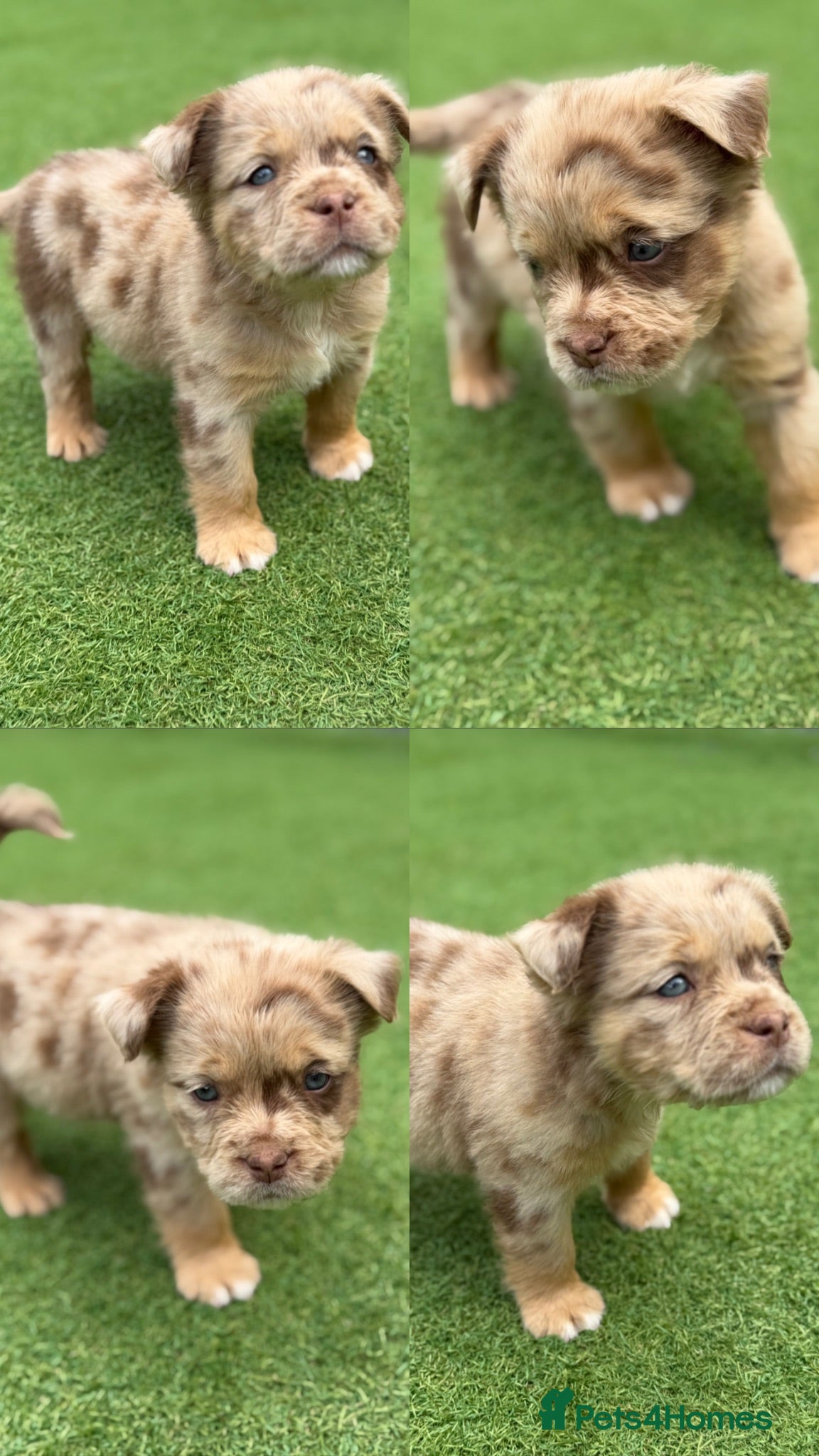 Olde English Bulldogge dogs OUTSTANDING FLUFFY OLDE ENGLISH BULLDOG PUPPIES - Advert 5
