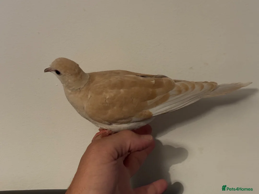 Doves birds for sale: Young Ringneck/Java Dove - Advert 4