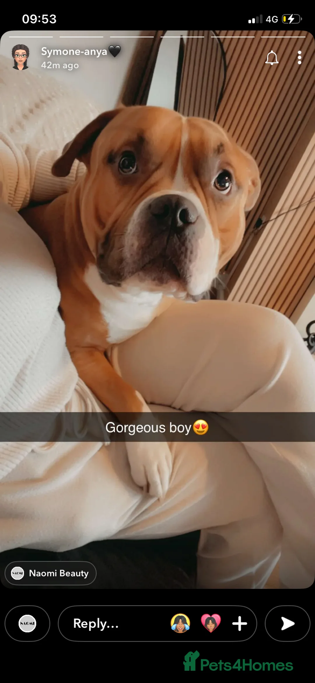 American Bulldog dogs for sale: American bulldog male  - Advert 1