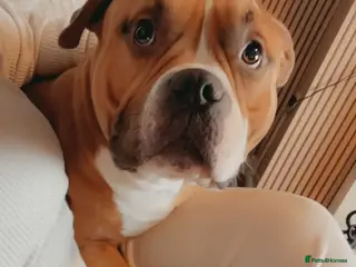 American Bulldog dogs American bulldog male - Advert 2