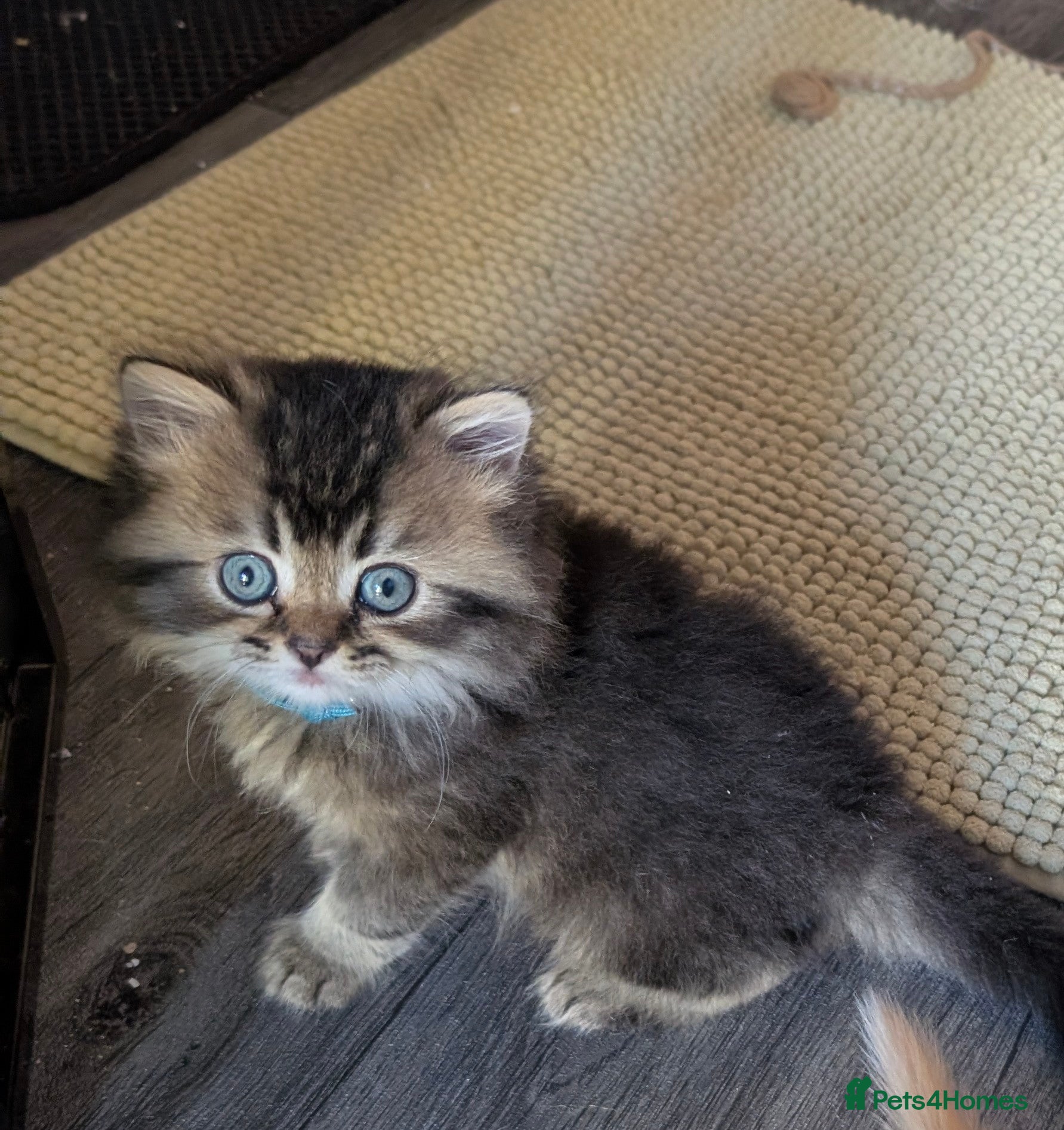Scottish Fold cats ⭐ Scottish straight kittens  ⭐ - Advert 2