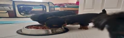 Yorkshire Terrier dogs for sale: Yorkshire terrier puppy in Edinburgh - Advert 12