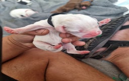 Mixed Breed dogs for sale: Cockerbull - Image 9