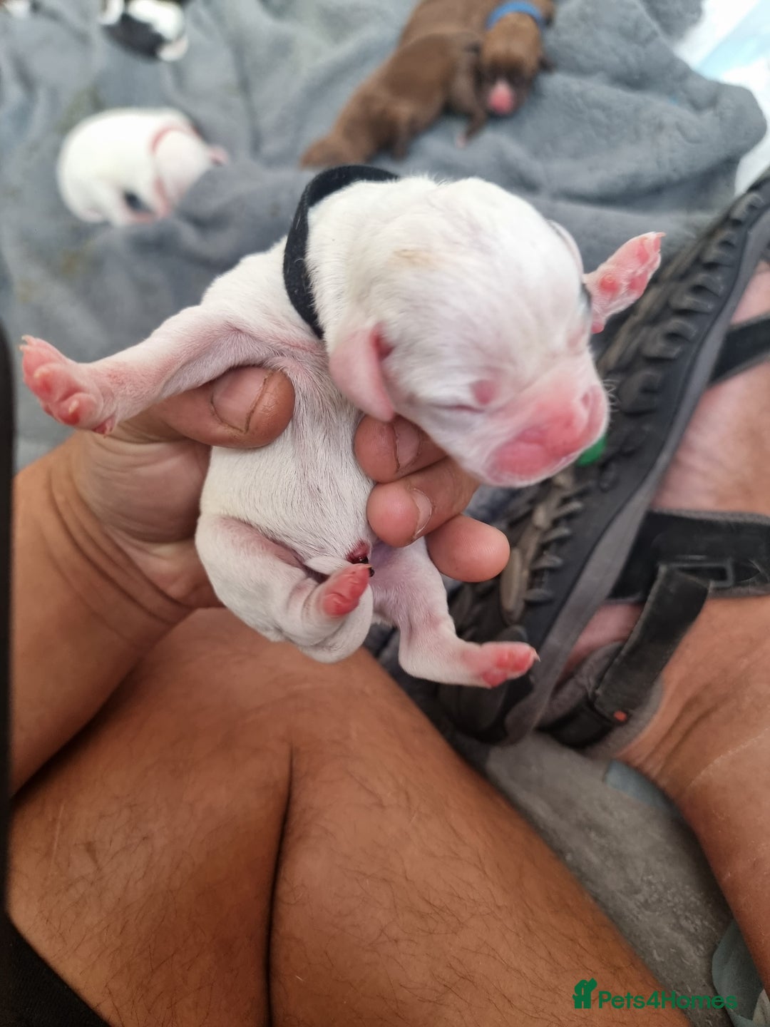 Mixed Breed dogs for sale: Cockerbull - Image 9