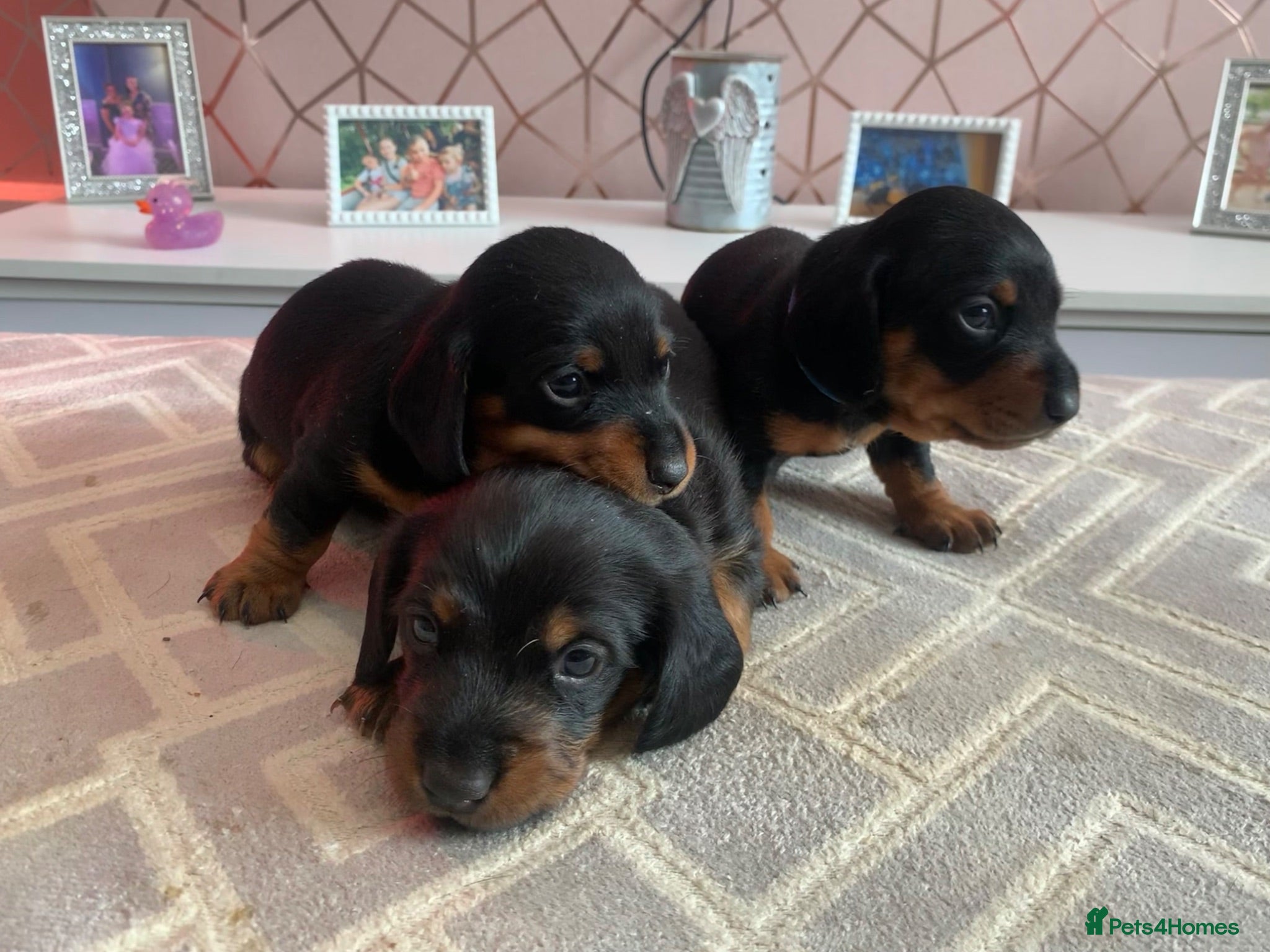 Miniature Dachshund dogs Beautiful Miniature Dachshund Puppy’s For Sale  - Advert 3
