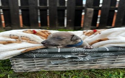 Whippet dogs for sale: READY NEXT WEEK! GORGEOUS WHIPPET PUPPIES - Image 14