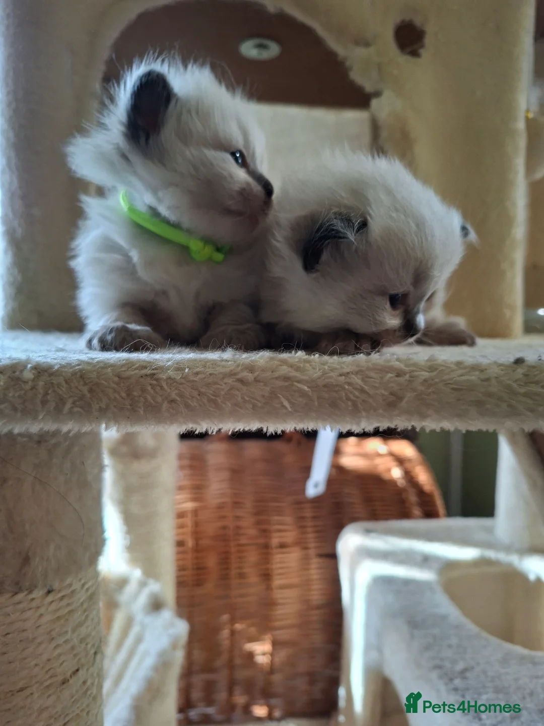 Ragdoll cats for sale: PEDIGREE RAGDOLL KITTENS - Advert 10