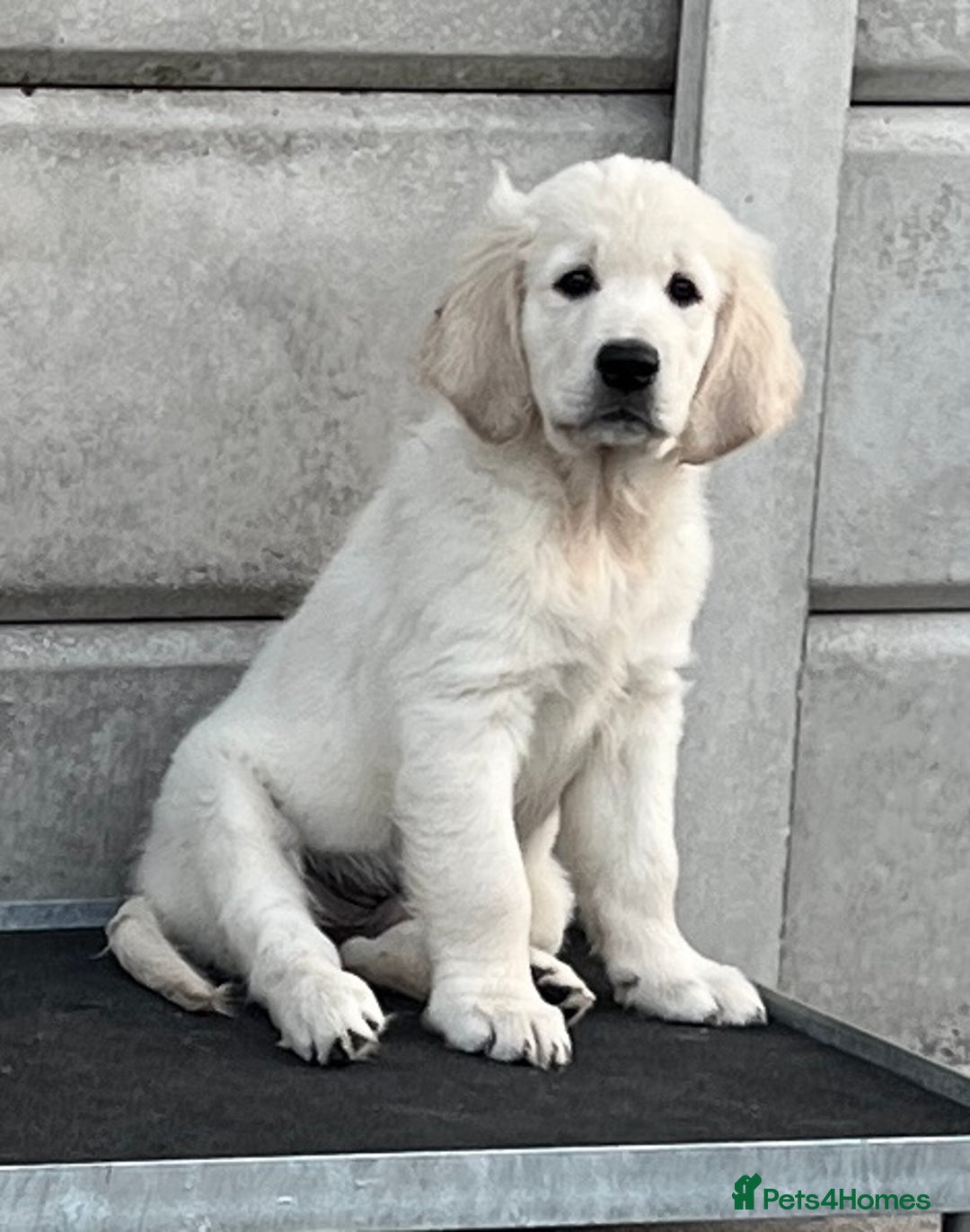 Golden Retriever dogs for sale: Stunning Puppies Ready Now (Updated pics) - Image 10