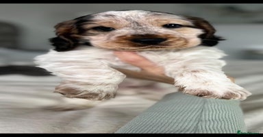 Cocker Spaniel dogs Show Cocker Spaniel Puppy - Advert 4