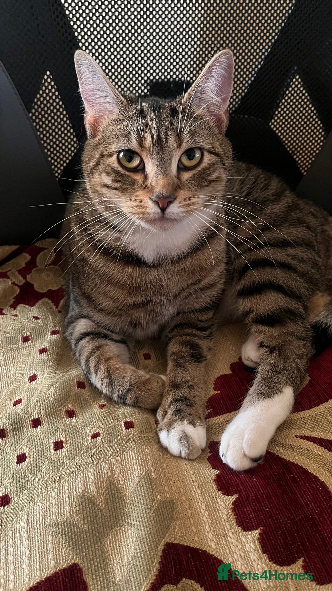 British Shorthair cats for sale: Beautiful Mum and babies looking for a new home❤️ - Image 3