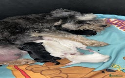 Miniature Schnauzer dogs for sale: Miniature Schnauzer Puppies - Image 11