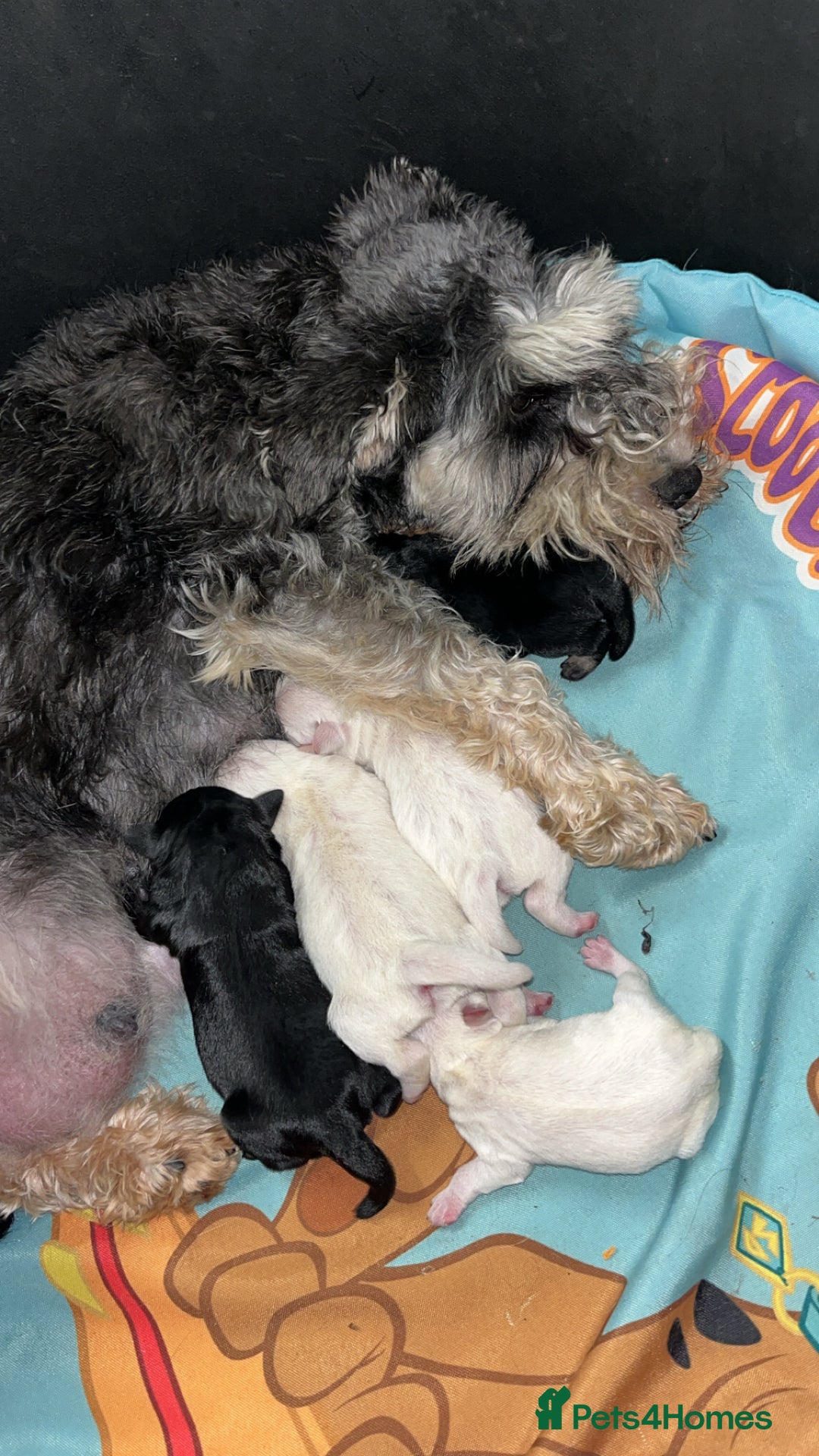 Miniature Schnauzer dogs for sale: Miniature Schnauzer Puppies - Image 11