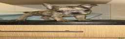 French Bulldog dogs for sale: Ready to leave - French Bulldog Puppies - Advert 10