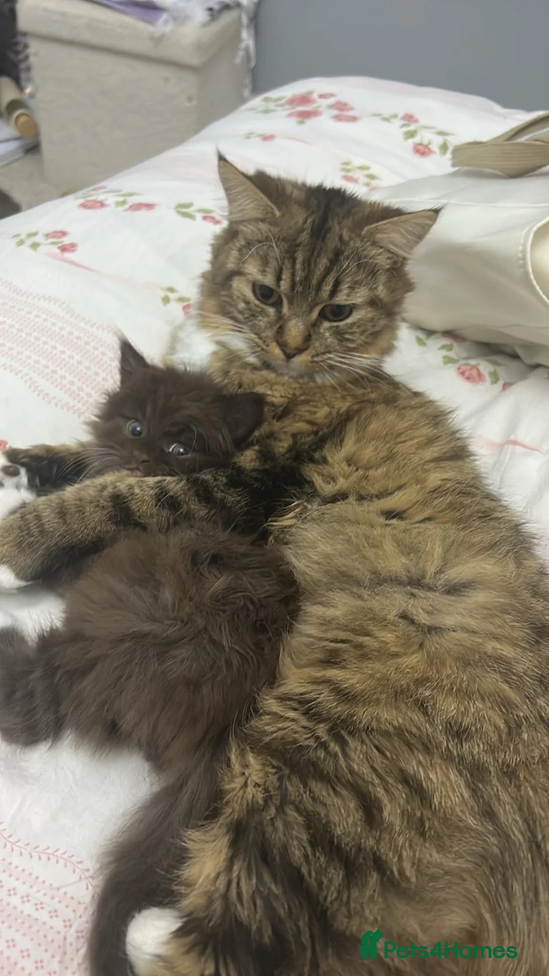 British Longhair cats for sale: Fluffy Chocolate Brown boy Kitten Lookingfor aHome - Advert 2