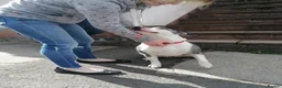 Mixed Breed dogs for adoption: ‼️ URGENT FOSTER NEEDED: LINA in Burton-on-Trent - Advert 29