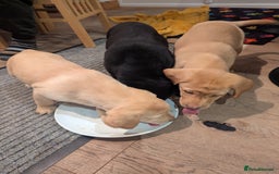 Labrador Retriever dogs for sale: Labrador puppies ready soon. North Yorkshire. - Advert 10