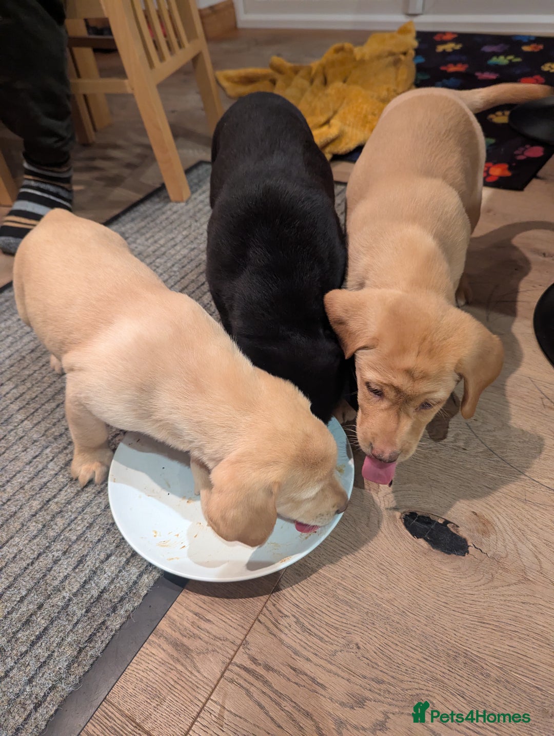 Labrador Retriever dogs for sale: Labrador puppies ready soon. North Yorkshire. - Advert 10