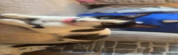Domestic Shorthair cats for sale: 2 male and 2 female kittens  - Advert 5