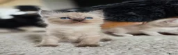 Ragdoll cats for sale: Beautifull Ragdoll Kittens - Advert 13