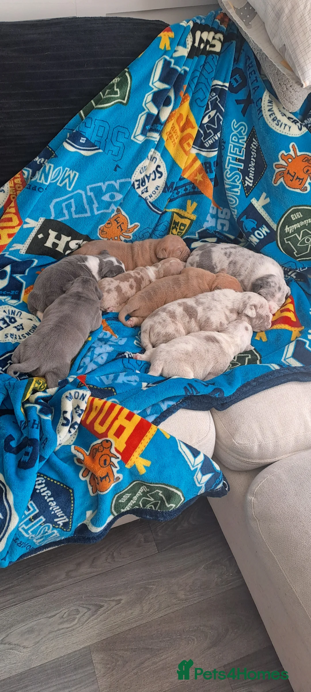 American Bully dogs for sale: Lilac Merle Pocket Bully bitches available  - Advert 2