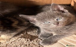 Mixed Breed cats for sale: 4 beautiful kittens left  - Image 10