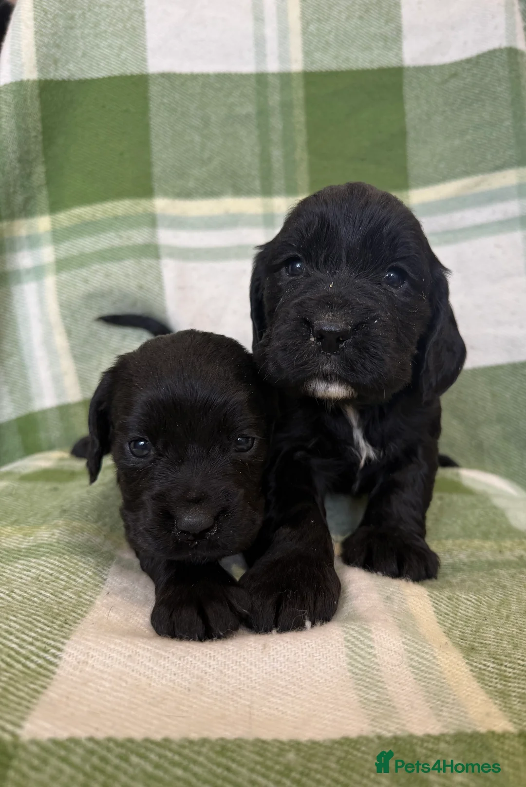 Cocker Spaniel dogs for sale: STUNNING COCKER SPANIELS - Advert 3